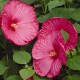 Hibiscus moscheutos  Luna Rose C5